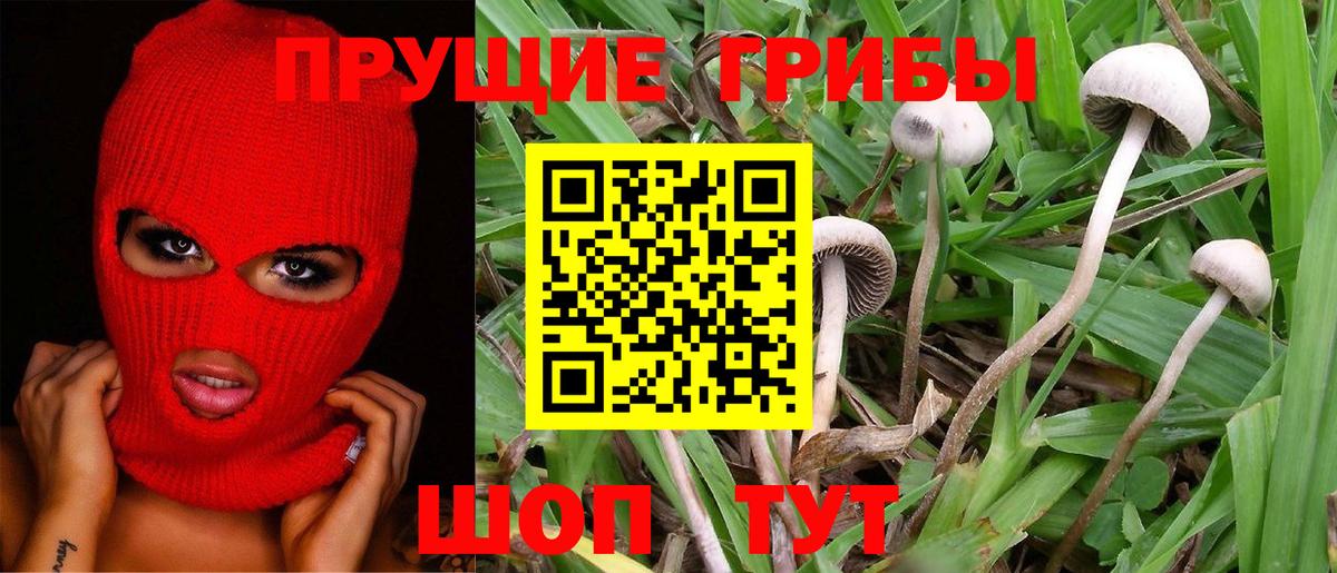 Псилоцибиновые грибы прущие грибы  Вход с VPN  Ртищево 